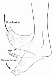 ANKLE DORSIFLEXION PLANTAR FLEXION-MUSCULAR DYSTROPHY