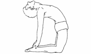 ustrasana